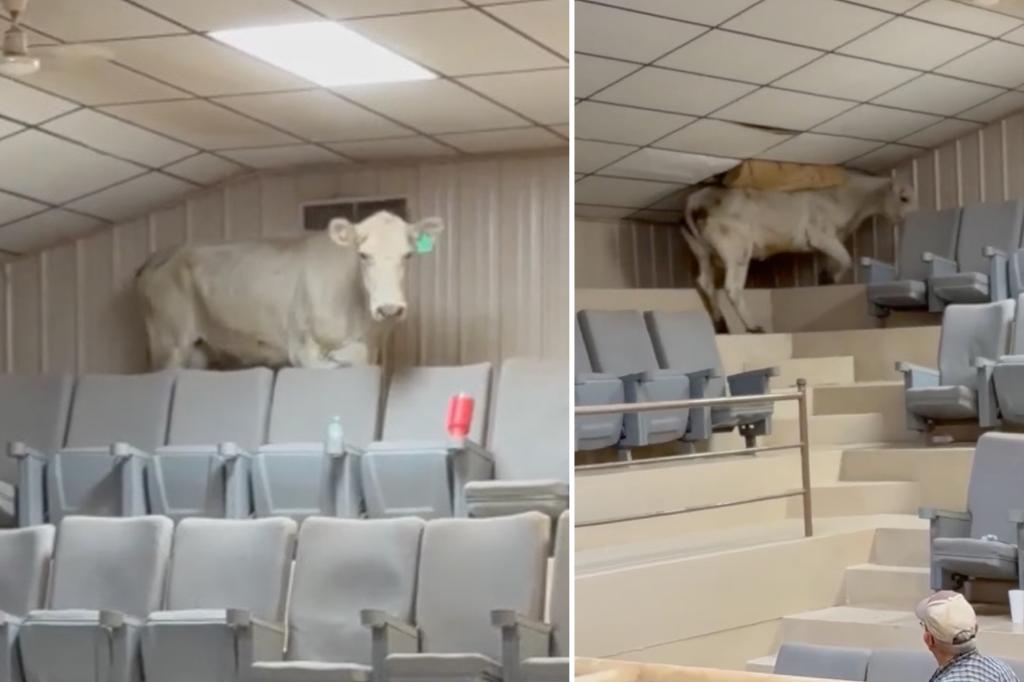 Cow attempts fruitless escape from livestock auction by scaling bleachers, destroying roof, wild video shows