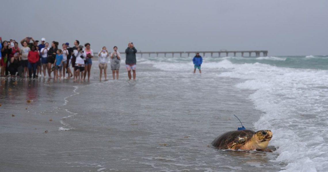 Dilly Dally the sea turtle returns to the ocean after flipper amputation