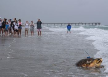 Dilly Dally the sea turtle returns to the ocean after flipper amputation