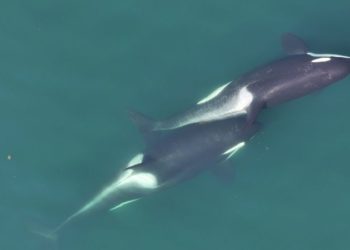 Drone footage reveals orcas using tools in a stunning first