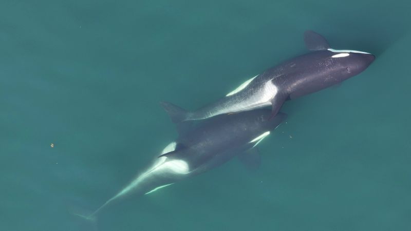 Drone footage reveals orcas using tools in a stunning first