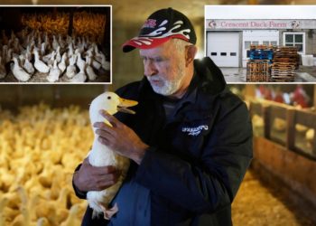Ducks return to Long Island farm that lost entire flock to bird flu