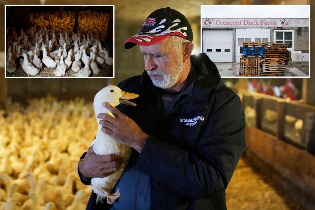 Ducks return to Long Island farm that lost entire flock to bird flu