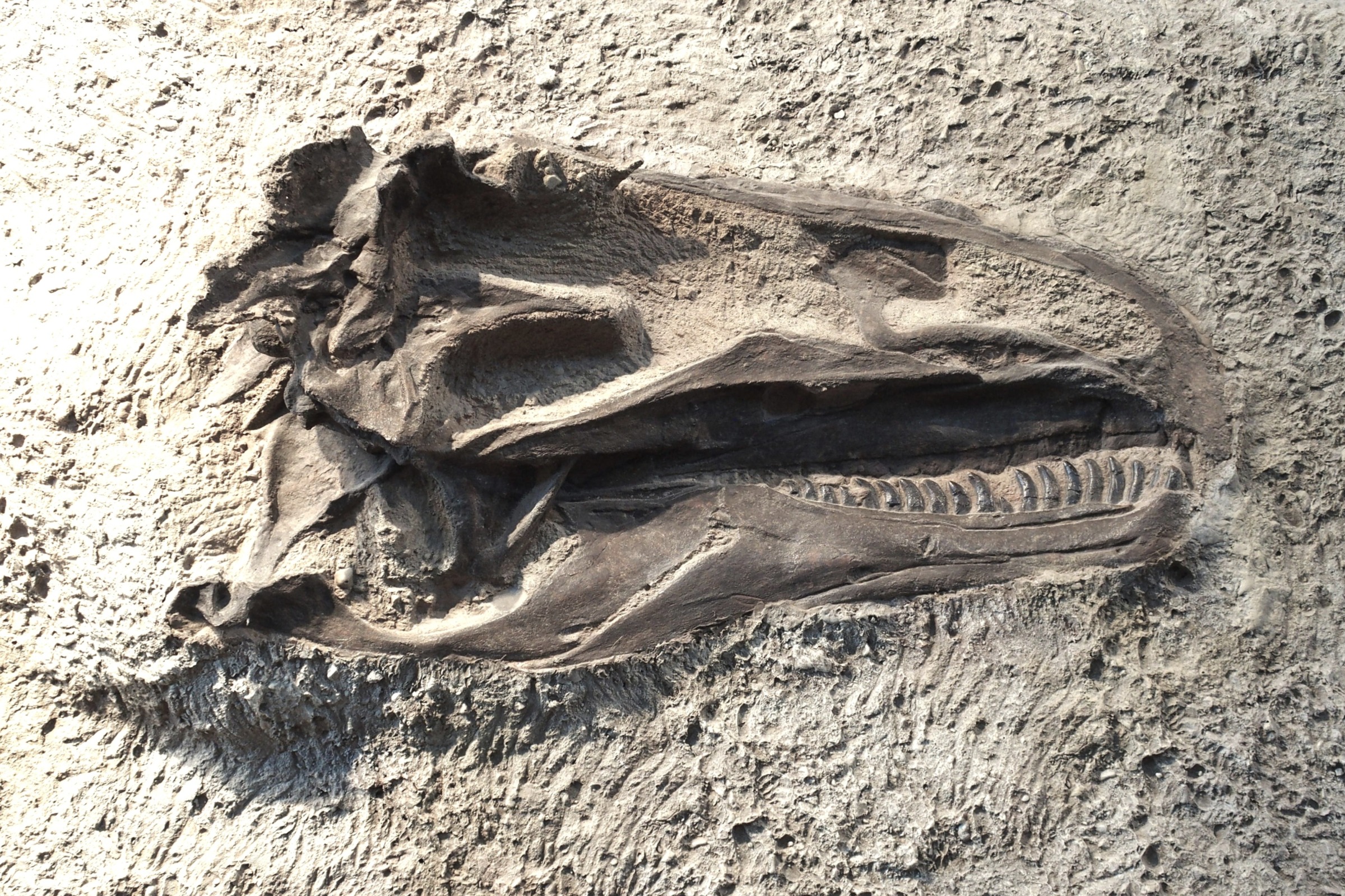 dinosaur fossil up close