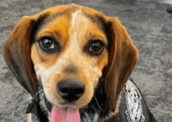 Egyptian Man Pleads Guilty to Kicking Customs and Border Protection Beagle