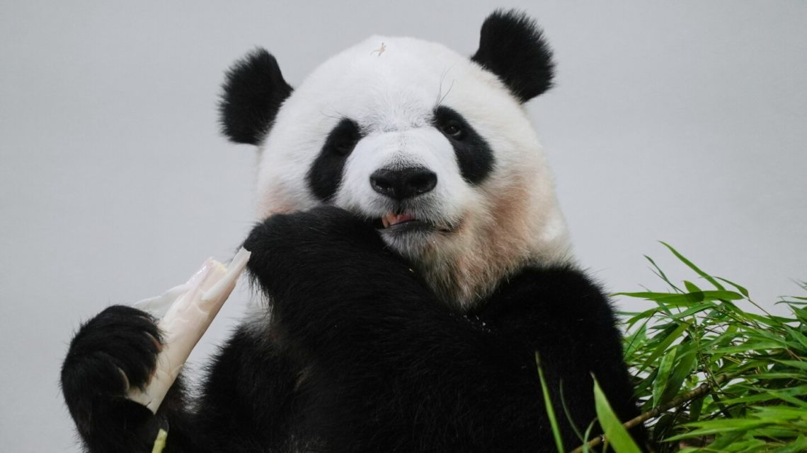 Fans bid teary farewell to four giant pandas at a zoo in Japan before their return to China