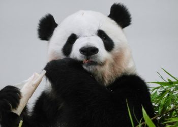 Fans bid teary farewell to four giant pandas at a zoo in Japan before their return to China