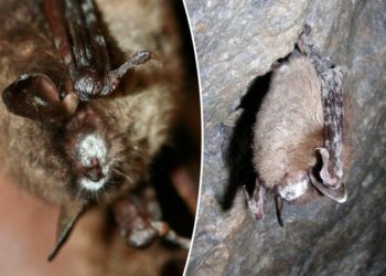 Fatal disease kills bats in Rocky Mountain National Park
