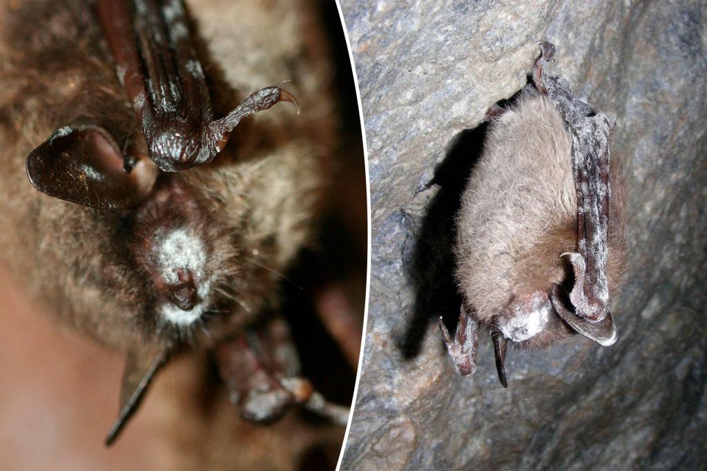 Fatal disease kills bats in Rocky Mountain National Park