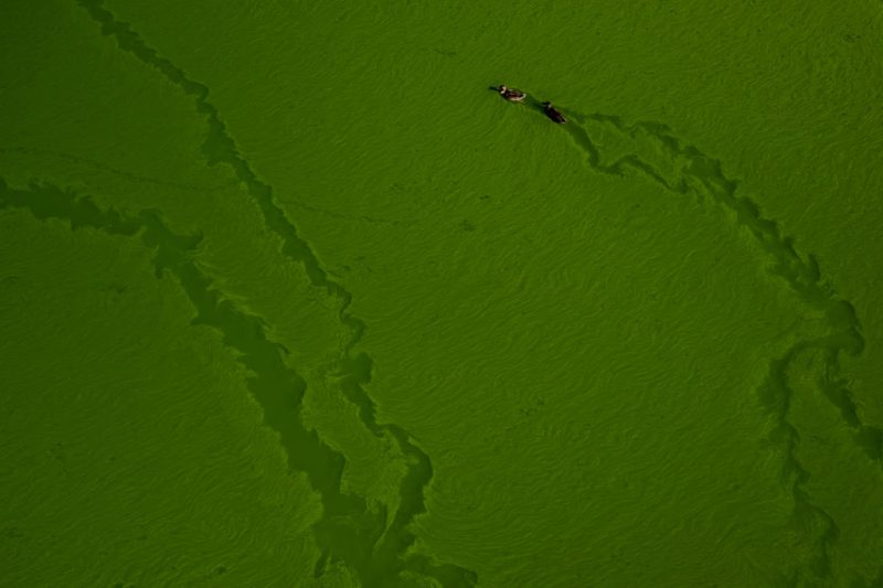 Harmful algae blooms are popping up: How it could impact your summer