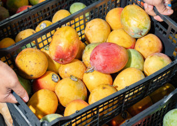 It’s Indian Mango Season, and the Cutthroat Selling Frenzy Is On