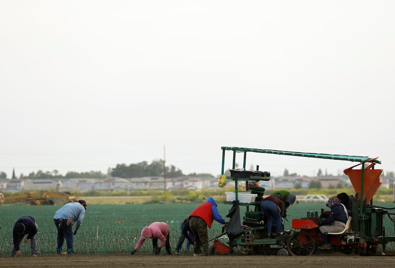 Farm workers plant Novavine drought-resistant grapevines at a farm in Woodland, California, U.S. April 25, 2022. REUTERS/Fred Greaves