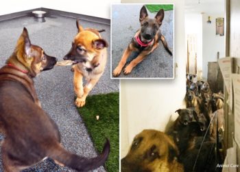 Malinois puppies rescued from Queens hoarder now ready for adoption