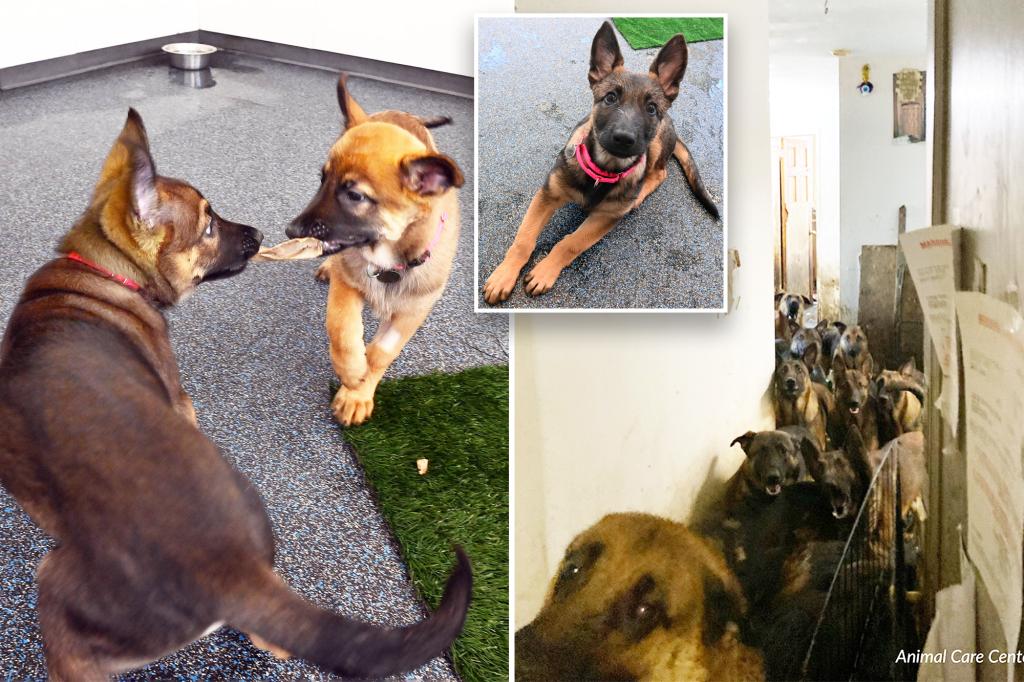 Malinois puppies rescued from Queens hoarder now ready for adoption