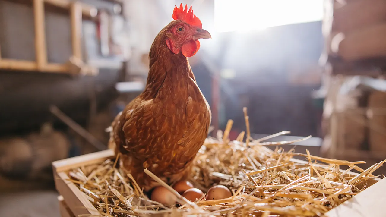 More Americans seek eggs at home as chicken coop interest surges: What experts want you to know