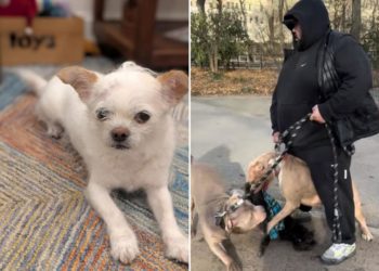 More NYC dogs mauled without consequence as state bill to close legal loophole stalls: ‘Should not be happening’