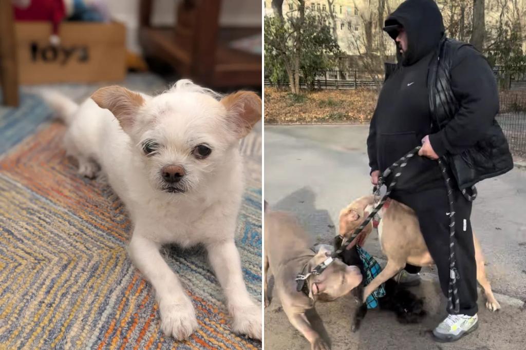 More NYC dogs mauled without consequence as state bill to close legal loophole stalls: ‘Should not be happening’