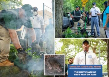 NYC unleashes rat death squad to gas vermin with carbon monoxide, bury them in tree-pit graves