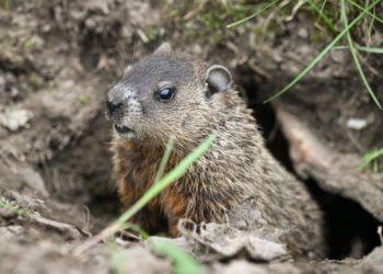 New Jersey groundhog with rabies goes berserk, bites two people outside bar — before being put to death