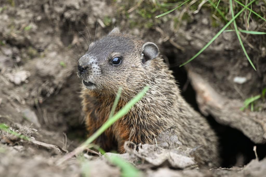 New Jersey groundhog with rabies goes berserk, bites two people outside bar — before being put to death