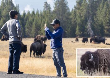 New Jersey tourist the second person this spring to be gored by Yellowstone bison