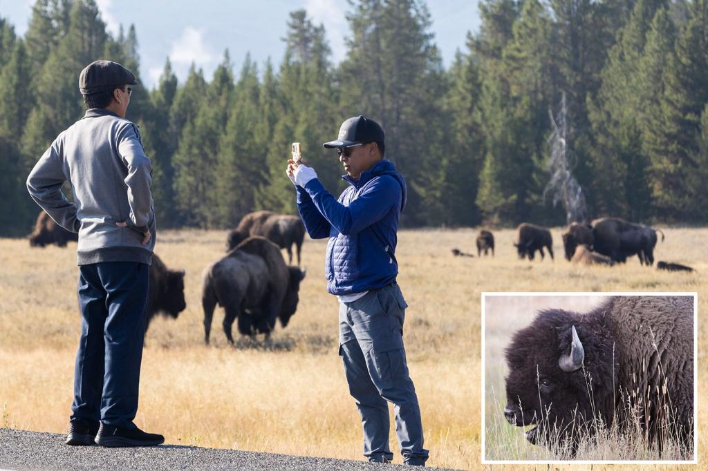 New Jersey tourist the second person this spring to be gored by Yellowstone bison