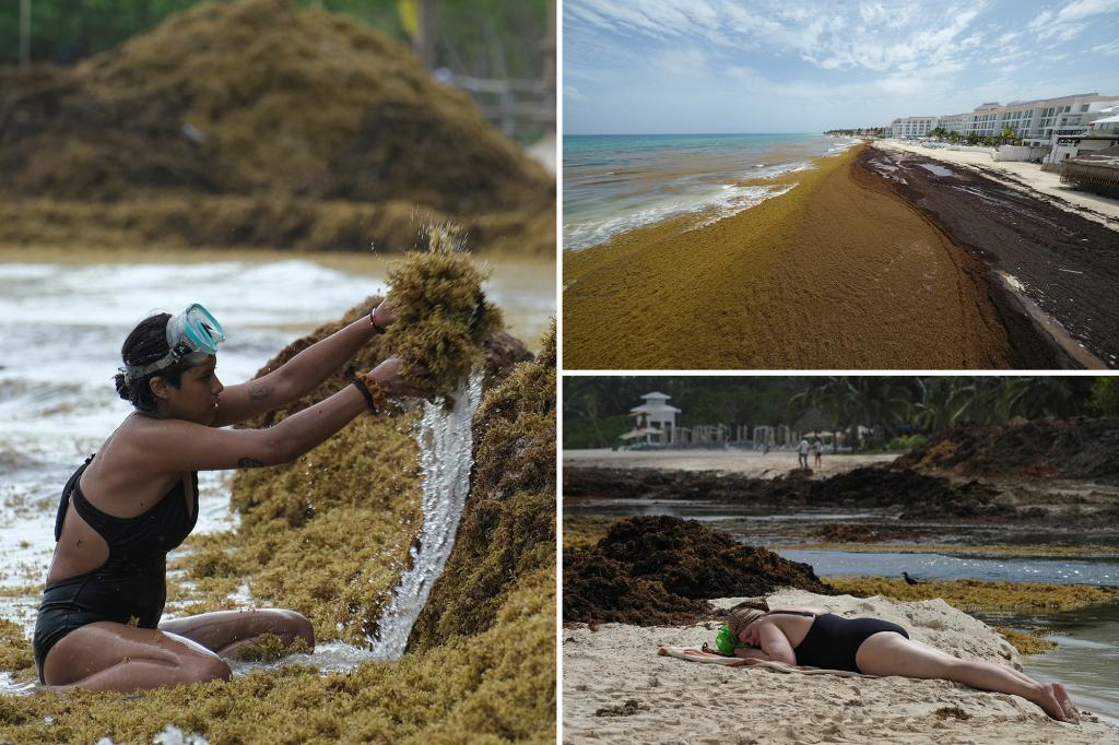 Record-breaking sargassum invasion in Atlantic, Caribbean threatens to foul beach resorts