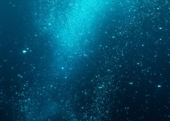 Scientists found the first known methane-powered spiders at the bottom of the sea