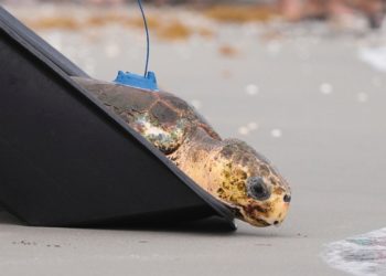 Sea turtle named Dilly Dally returns to ocean after flipper amputation