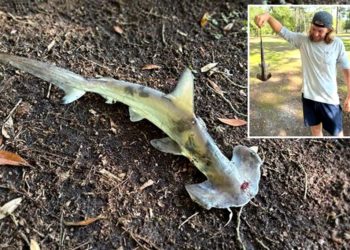 Shark falls out of sky on unsuspecting disc golfers in South Carolina