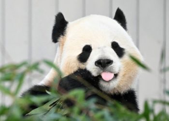 The Expedition That Launched a Century of Panda-Mania