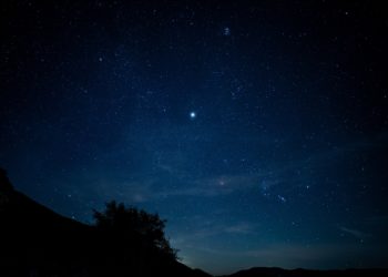 These moths use stars to navigate, just like humans