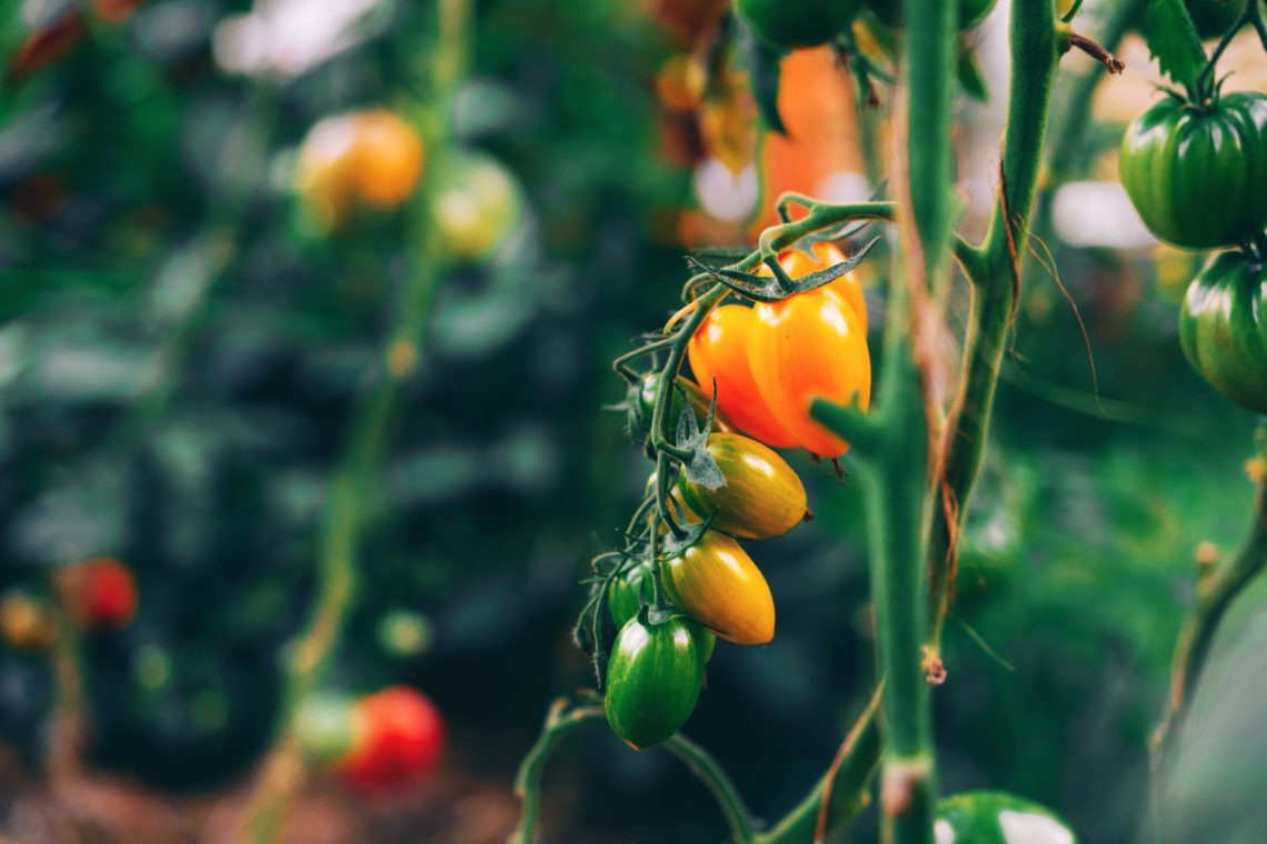 These plants might actually be de-evolving