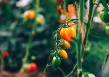 These plants might actually be de-evolving