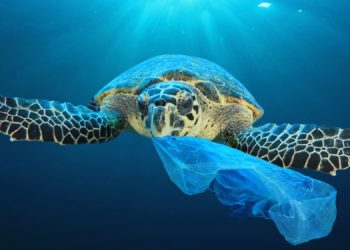 This Durable, Non-Toxic Plastic Dissolves Rapidly in Seawater