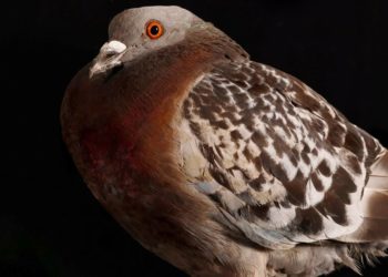 This Reviled Pest Is the Unsung Hero of Every Major City in the World