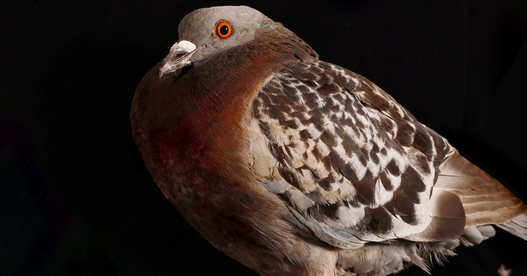 This Reviled Pest Is the Unsung Hero of Every Major City in the World