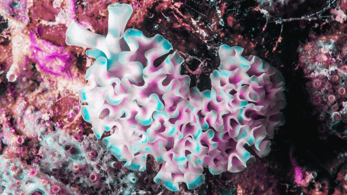 This Sea Slug Becomes Solar-Powered When It Eats Algae