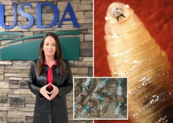 US government to build $8.5M fly breeding factory to mass produce millions of flesh-eating parasites — here’s why