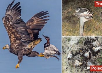 Virginia hunter gets single day in prison for killing 20 juvenile bald eagles and hawks in poisoning scheme: authorities