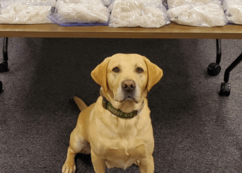 Washington Police Dog Helps Seize Meth, Fentanyl Worth $2.6 Million: ‘Another Win for K9 Quinn’