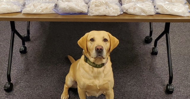 Washington Police Dog Helps Seize Meth, Fentanyl Worth $2.6 Million: ‘Another Win for K9 Quinn’