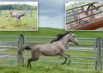Young horse kept in dark, cramped pen his whole life runs laps with joyful abandon after he’s freed: video