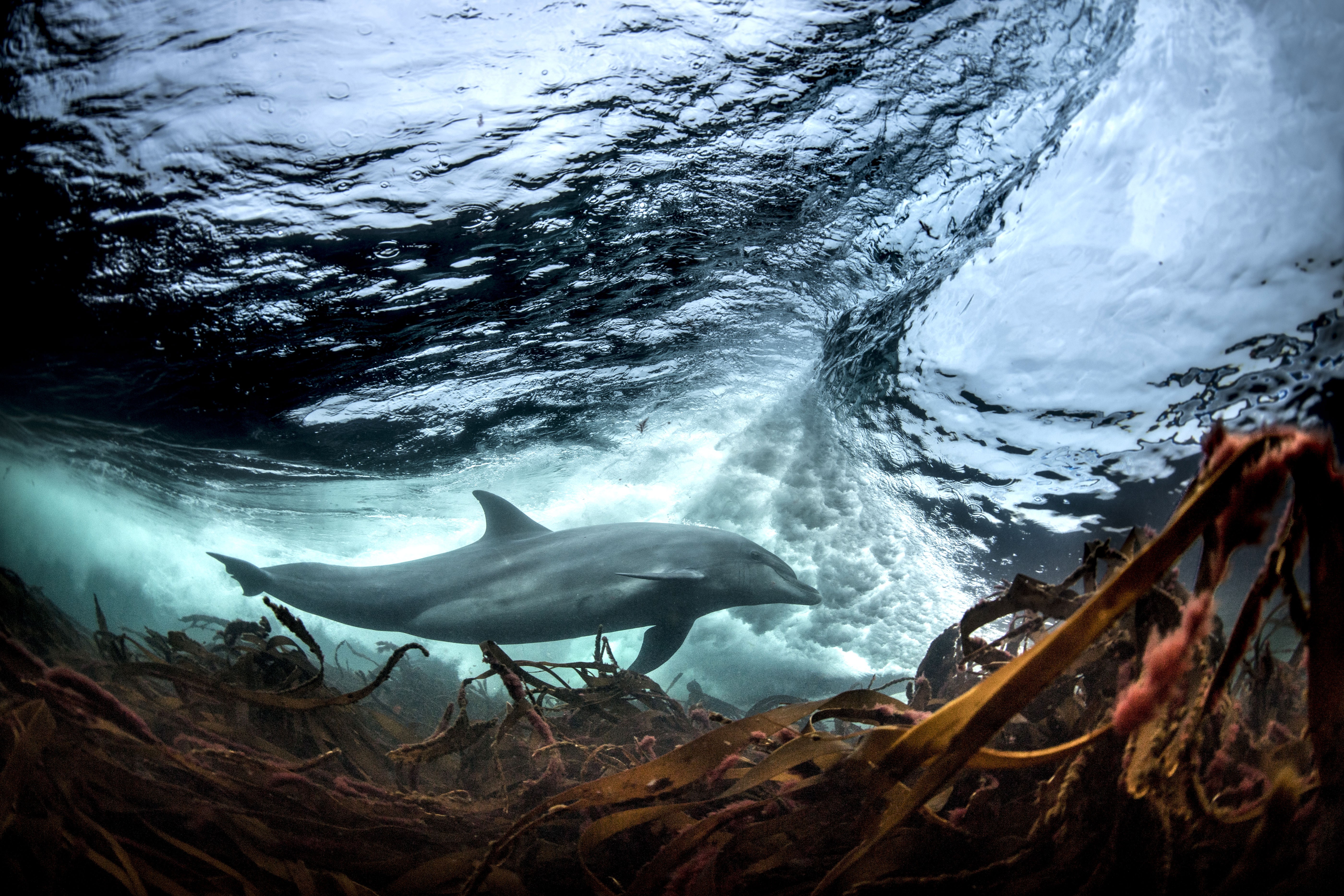 A bottlenose dolphin swims beneath a crashing wave.