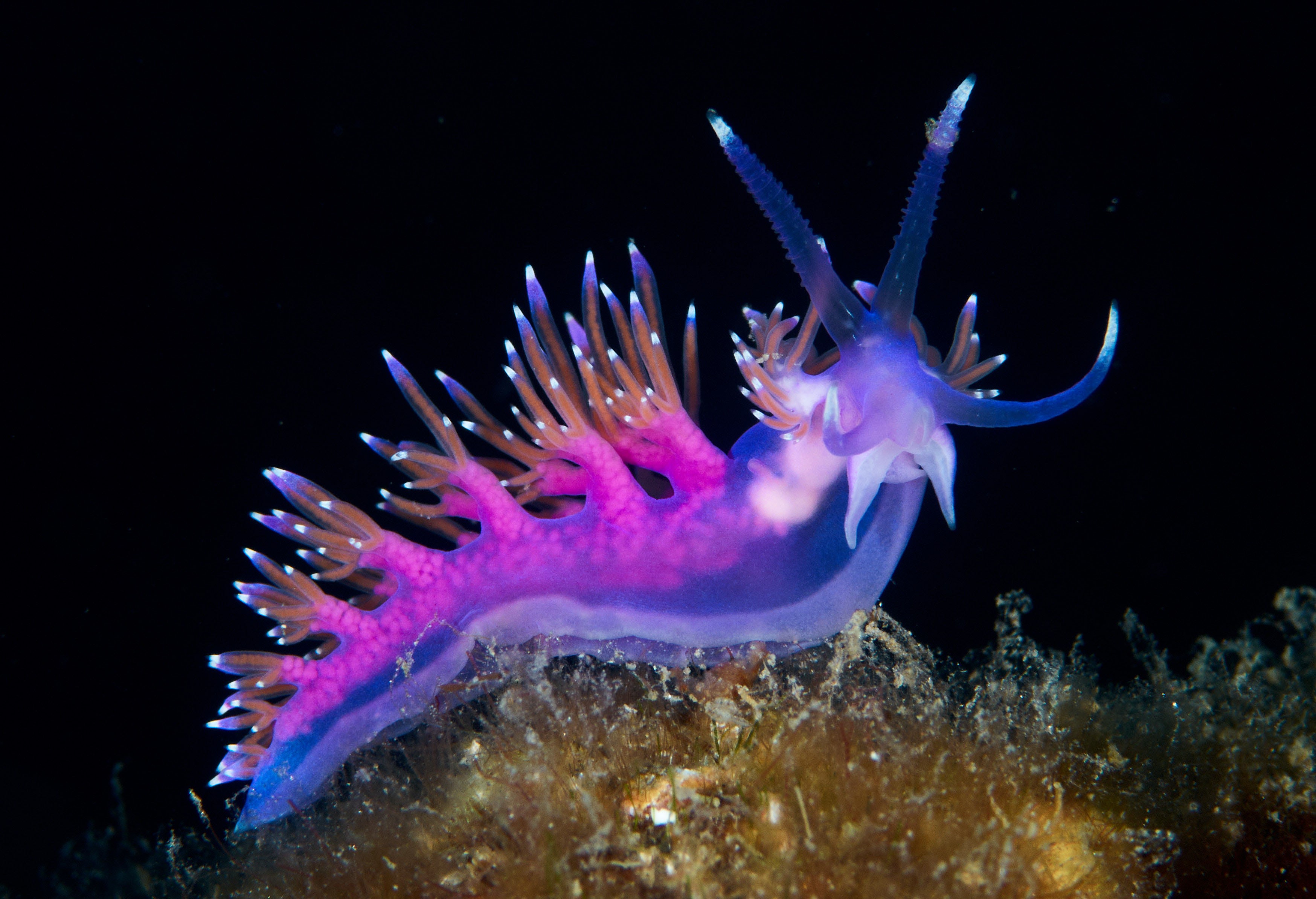 A close view of a colorful and spiky sea slug
