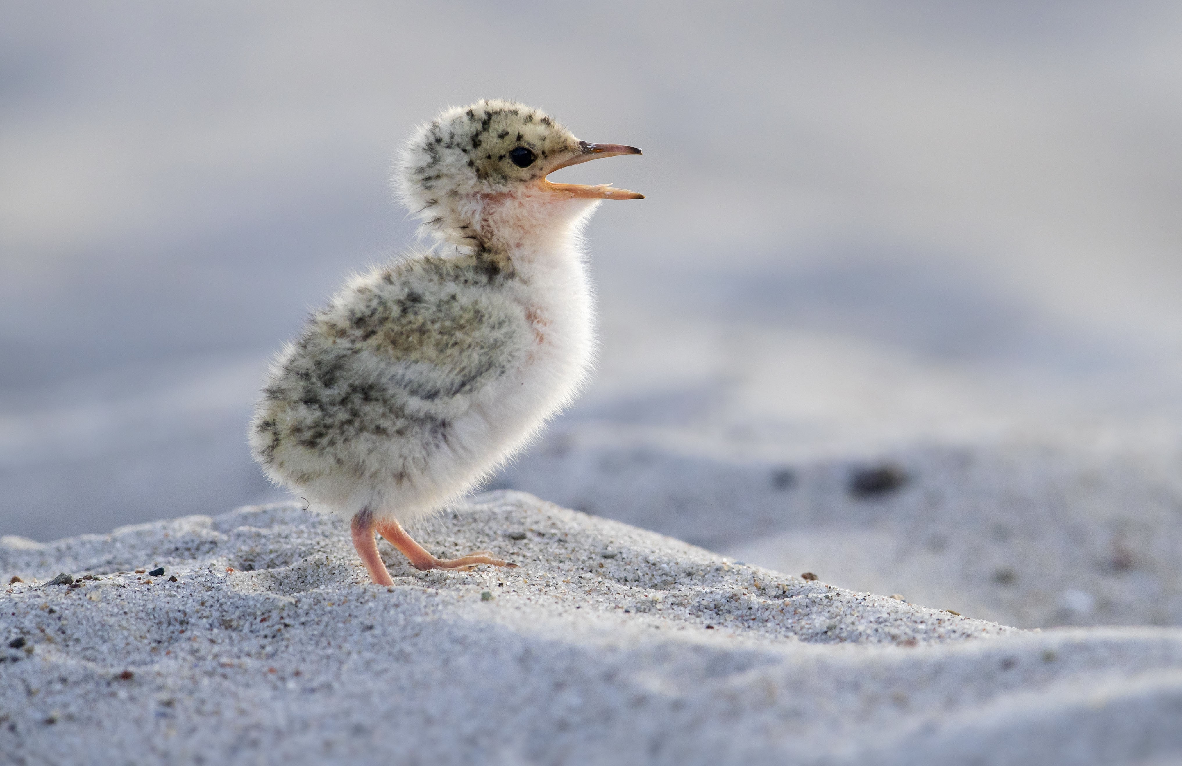 A tern chick calls out on a sandy beach.