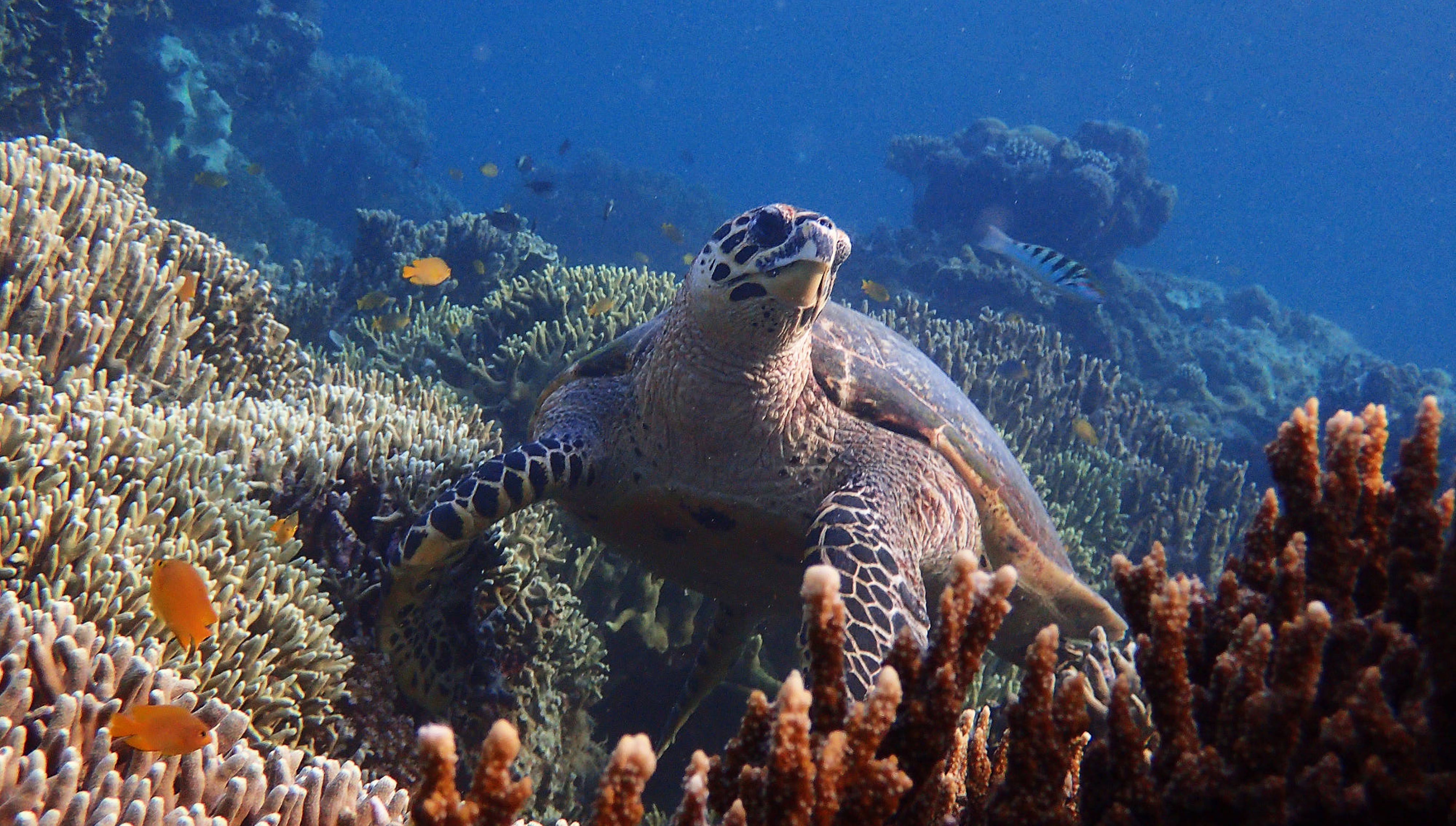 A sea turtle rests on a coral reef.