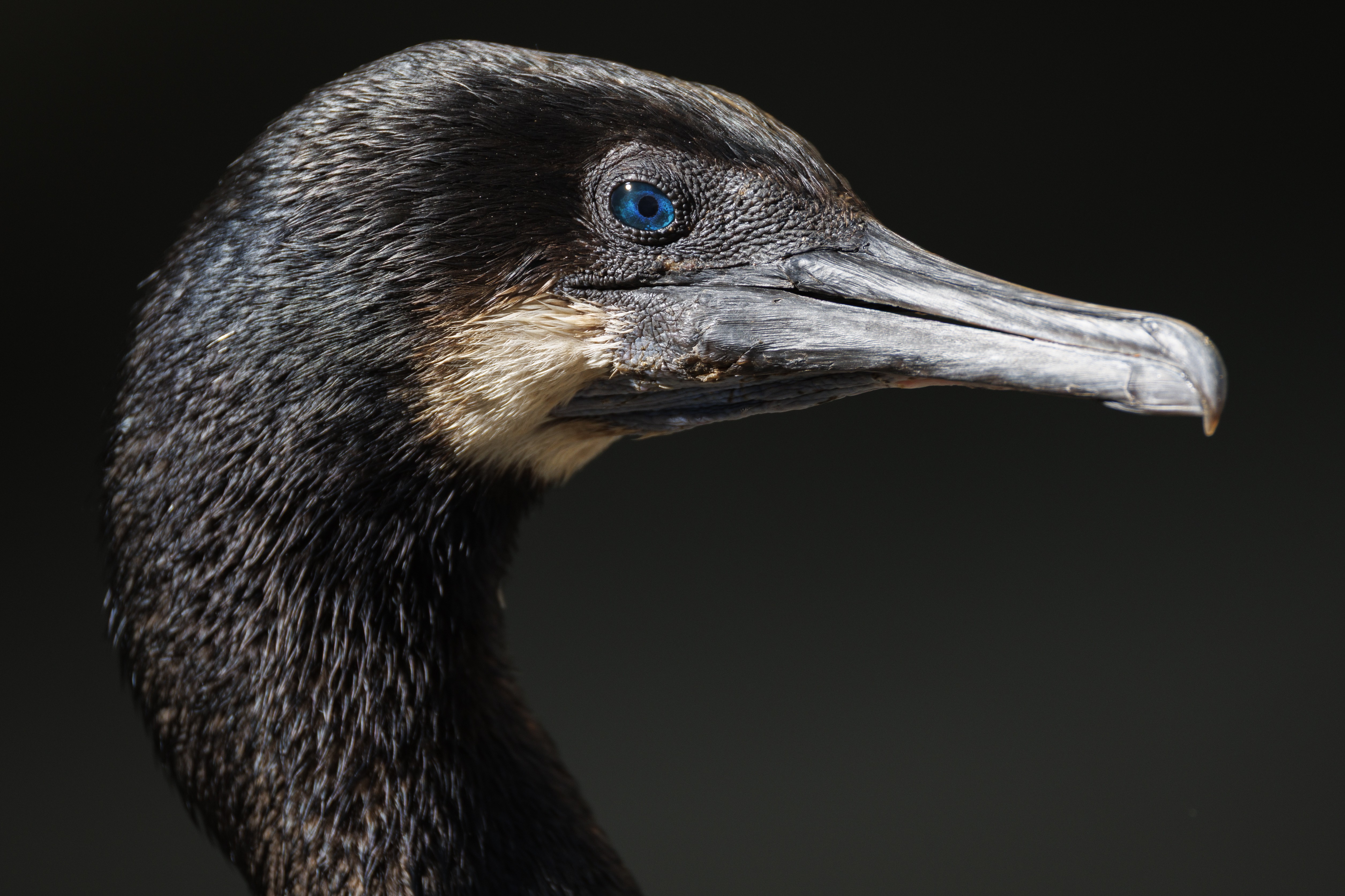 A close profile view of a seabird with black feathers and blue eyes.