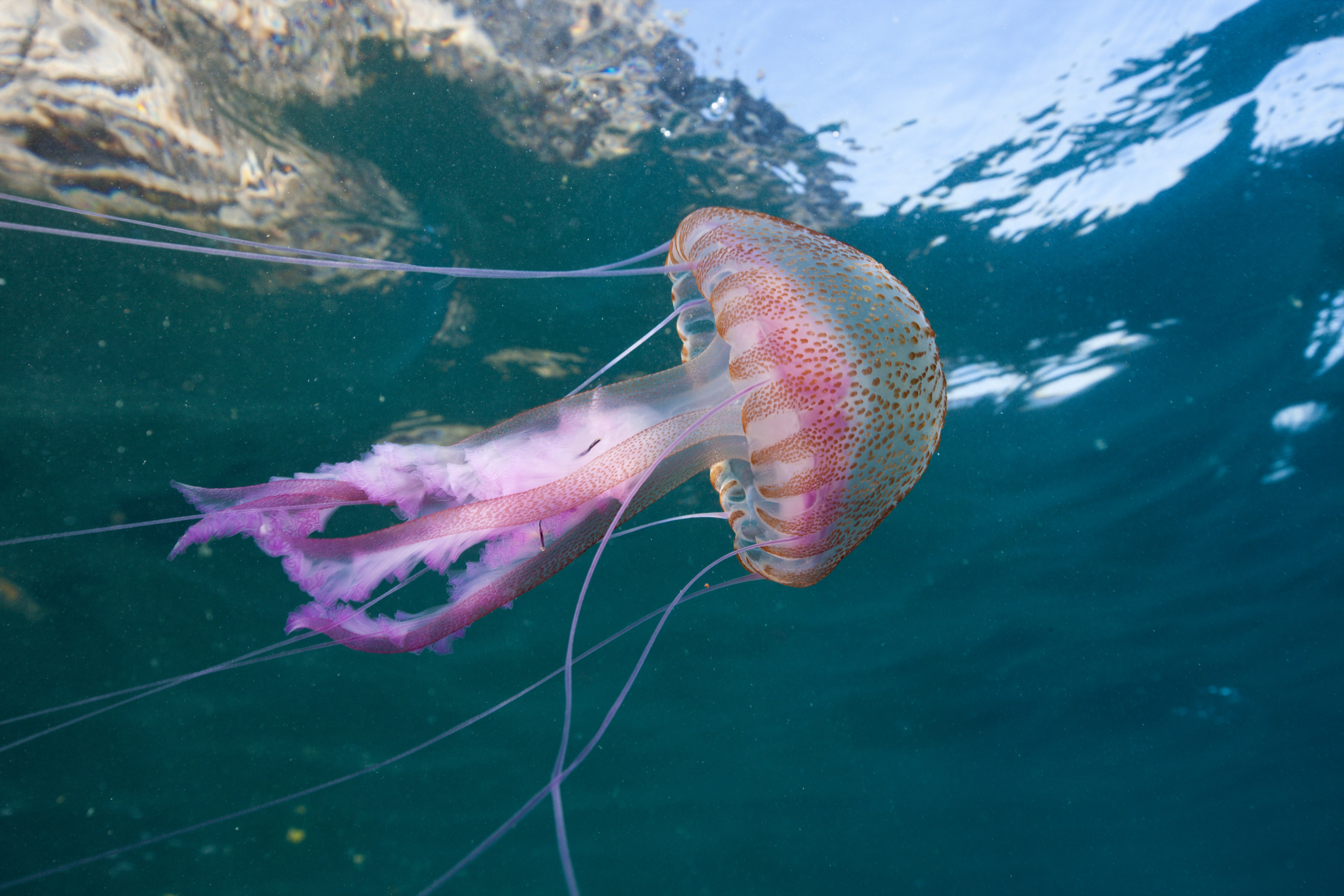 A jellyfish swims.