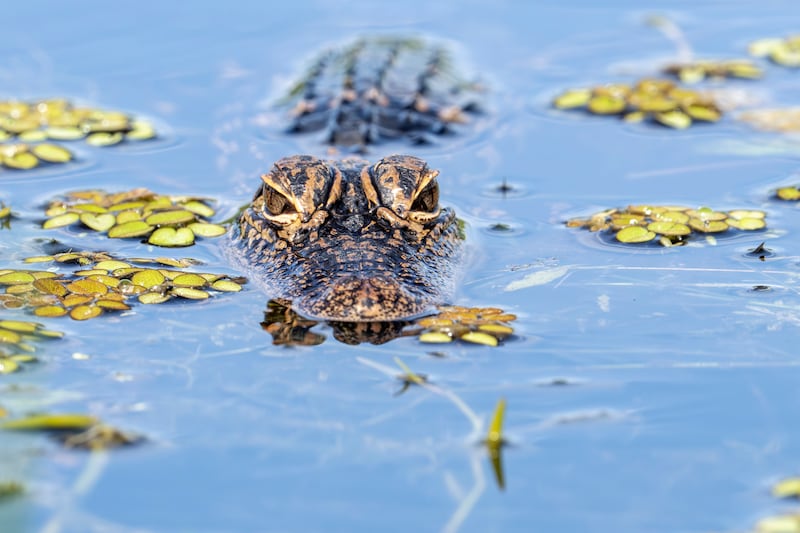 A baby alligator is seen at Lake Apopka in Florida. The young reptile glides silently through the wetland, blending into its natural surroundings.